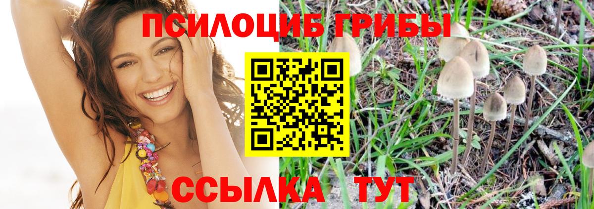 Галлюциногенные грибы Psilocybe Урус-Мартан
